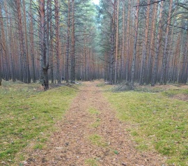 Прирезка лесных участков Кадастровые работы в Коломне и Коломенском районе